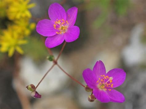 Porwinek Wiechowaty Talinum Paniculatum Id 4859