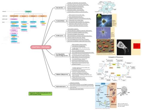 Classification And Characteristics Of Major Protozoan Groups Pdf Protozoa Eukaryotes