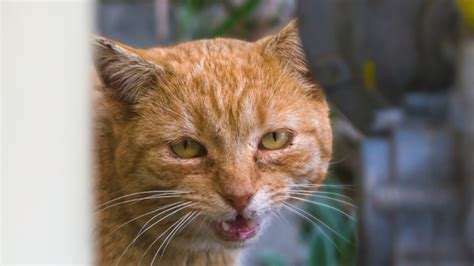 Stomatitis In Cats: Treatment & Costs | Pawlicy Advisor