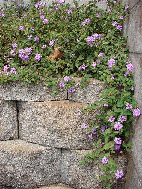 Lantana Montevidensis Trailing Lantana