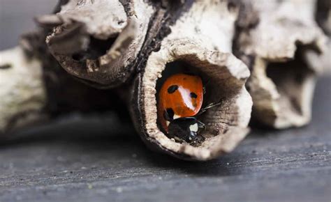 Clutter Helps Insects Hibernate Golf Sustainable