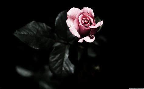 Black Rose 1080p Wallpapers Wallpaper Download - High Resolution 4K Wallpaper