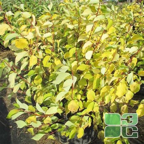 Дерен белый "Ауреа" / Cornus alba "Aurea"