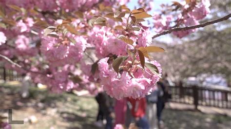 Tourists flock to Dalian Cherry Blossom Festival - CGTN