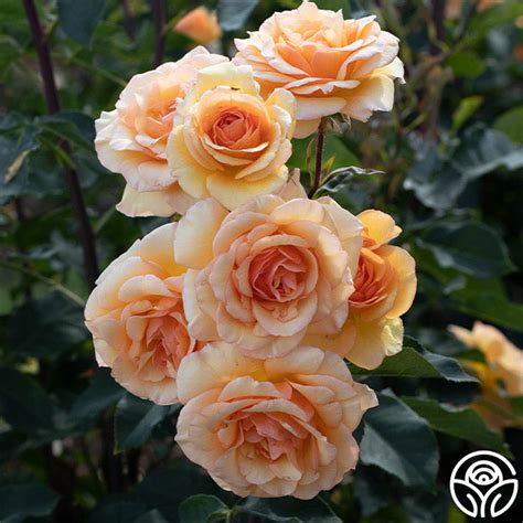 Anne Harkness Rose - English Legend - Lightly Fragrant – Heirloom Roses