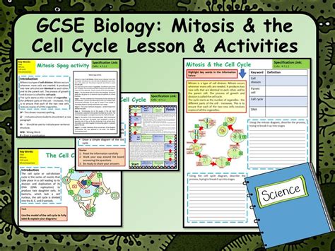 Aqa Gcse Biology Science Mitosis And The Cell Cycle Lesson And Activities