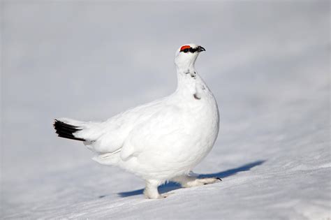 7 Top Scottish Wildlife Experiences for Winter | VisitScotland