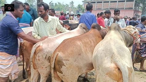 ৫ জুন২৪ জমে উঠেছে কুরবানির হাট জাবর হাটে কুরবানির দেশি জাতের