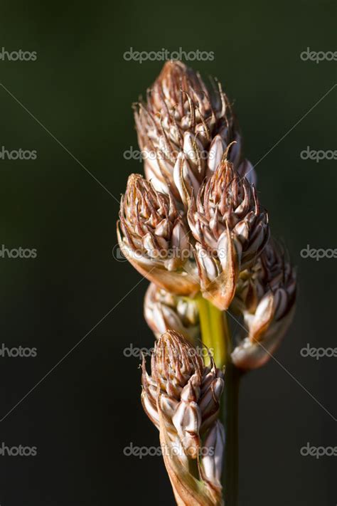 Common asphodel flower — Stock Photo © membio #24907789