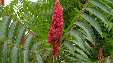 Free Images Tree Nature Branch Blossom Leaf Flower Bloom Food