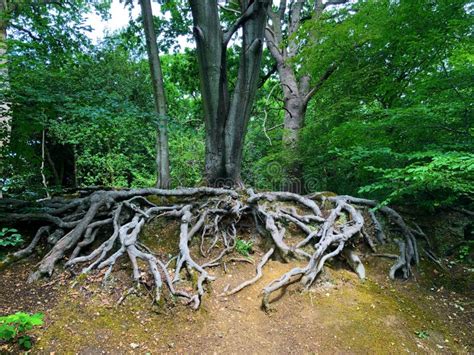 The Exposed Root System Of A Oak Tree With Its Roots Exposed On Epping