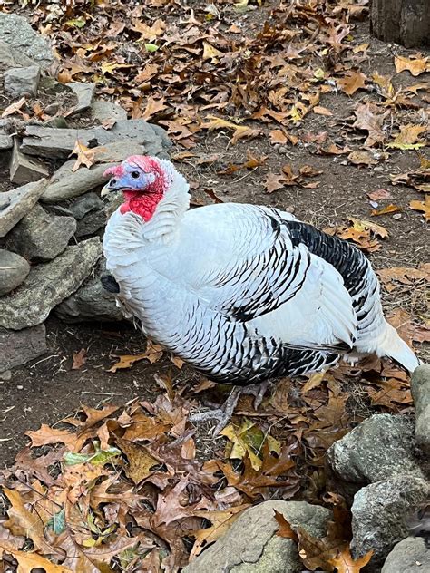 Coon Hollow Farm Oh Poor Naked Flossy