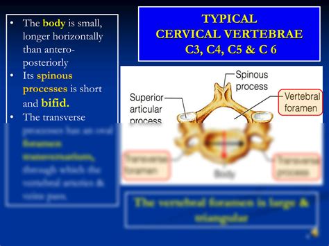 Solution Anatomy Cervical Vertebrae Cervical Spines Presentation