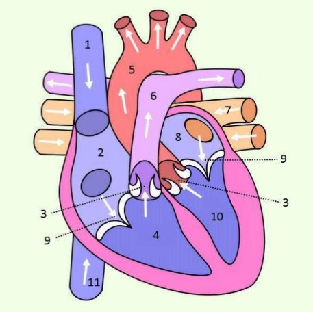 Anatomie Les Tekening In En Uittredende Bloedvaten Diagram Quizlet