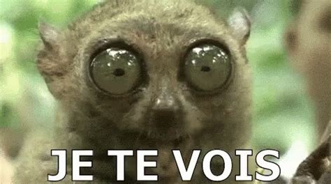 Je Te Vois Watching You Tarsier Chew Discover Share Gifs