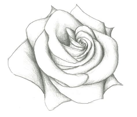 Rose Pencil Drawing Step By Step | Pencil Art Drawing