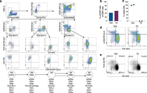 Expression Of Tdt And Hla A During T Cell Development A Flow