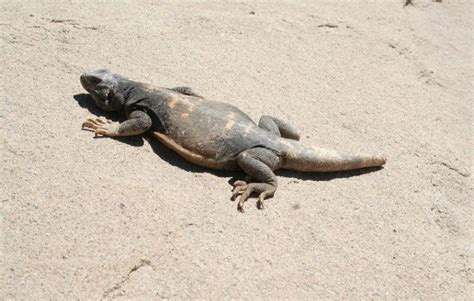 Chuckwalla: Care Sheet, Lifespan & More (With Pictures) | Pet Keen