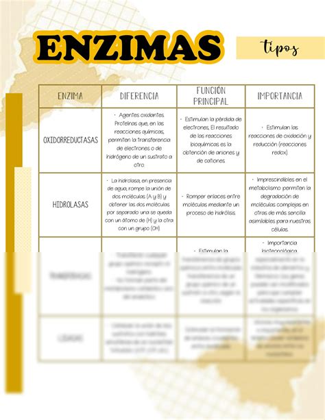 Solution Tipos De Enzimas Studypool