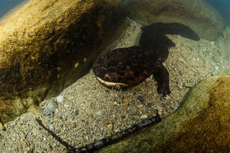 "Japanese Giant Salamander" Images – Browse 225 Stock Photos, Vectors, and Video | Adobe Stock