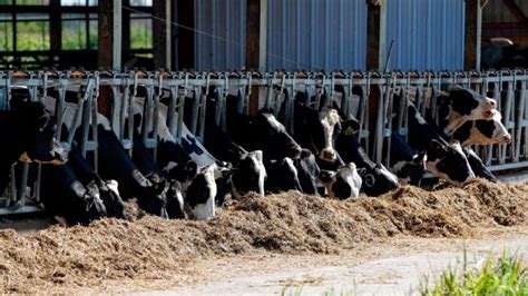 Tats Unis Vaches Tu Es Dans Lexplosion Dune Ferme Levage