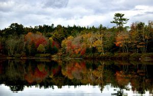 Wallpaper forest, lake, reflection, island, mist hd, picture, image