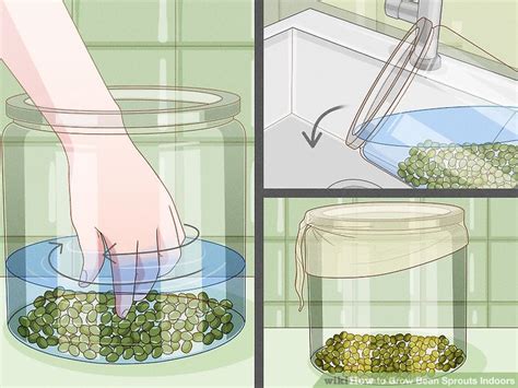 How to Grow Bean Sprouts Indoors (with Pictures) - wikiHow