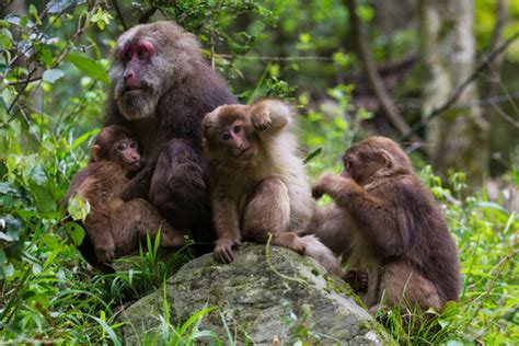 "Tibetan Macaque" Images – Browse 214 Stock Photos, Vectors, and Video | Adobe Stock