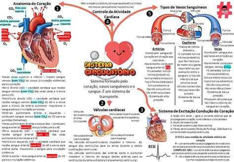 Mapa Mental Sistema Circulatório Sistema Circulatório Fisiologia