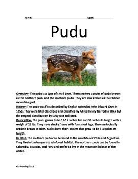 Pudu - Endangered Deer species - Informational Article Facts Questions