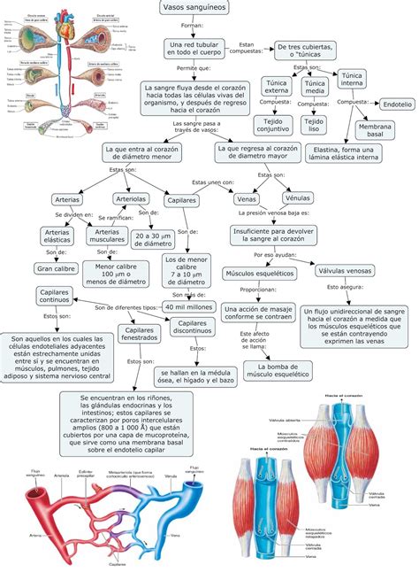 Fisiología Básica y Médica Mapa Conceptual de Generalidades de Vasos