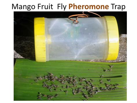 PPT - Thus Monday fix SIMPLY plants PowerPoint Presentation, free