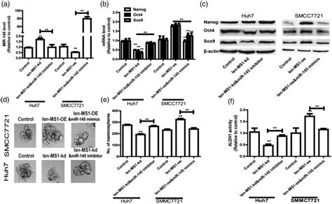 Lncrna Macc1 As1 Regulates The Stemness Of Hcc Cells Dependent On