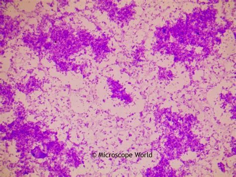 Rhizobium Microscope