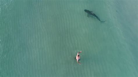 Shark Swims Alarmingly Close To Beachgoers In Miami Mashable