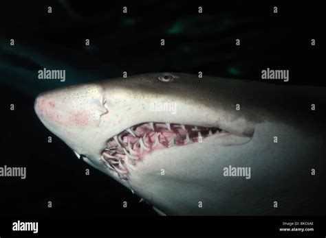 Sand Tiger Shark Teeth