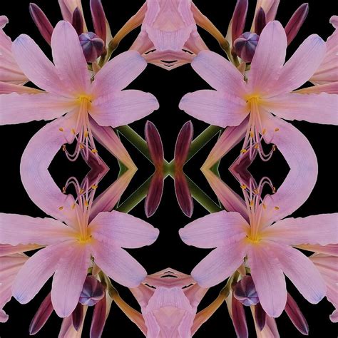 Naked Quartet In Black Photograph By James Stone Fine Art America
