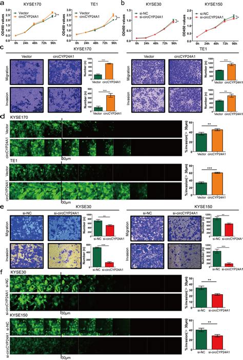 Circcyp24a1 Accelerates Proliferation Migration And Invasion Of Escc