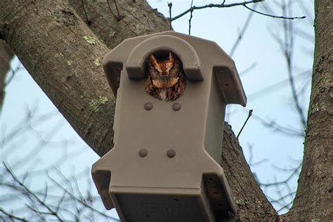 Screech Owl Nest Box Barn Owl Box Company