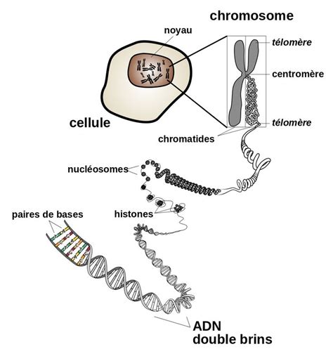 Cellule Biologie Adn Cycle Cellulaire Cellules