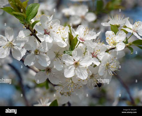 Blackthorn Tree Hi Res Stock Photography And Images Alamy