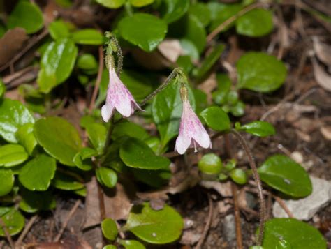 Linnaea Borealis Twinflower