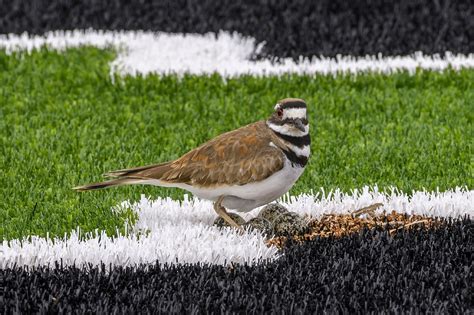 Nesting Killdeer Called for Delay of Games | Audubon