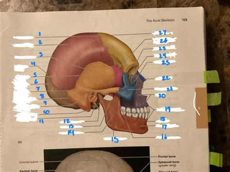 Skull Bones Flashcards Quizlet