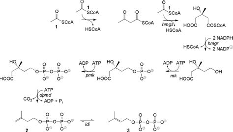 Mevalonate Pathway Of Isopentenyl Diphosphate Ipp And