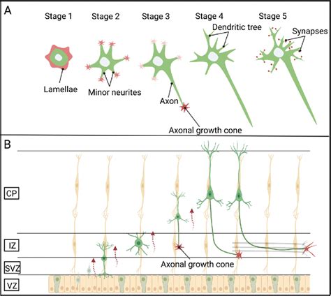 Neuronal Polarisation In Vitro And Invivo A The Different Polarity