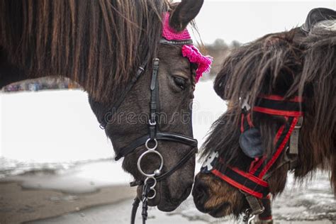 Two horses are kissing. stock image. Image of horse - 176983247