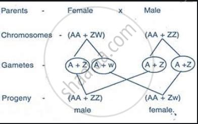 Explain Mechanism Of Sex Determination In Birds Biology Shaalaa