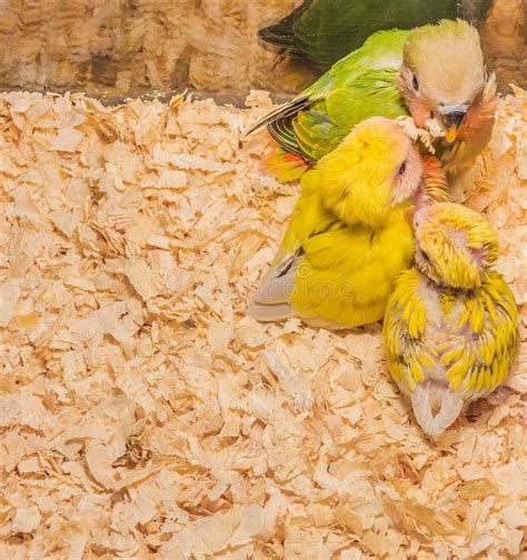 Baby Lovebird stock photo. Image of whitering, lovebird - 128036436