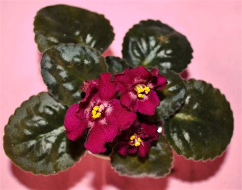 African Violet Plant Potting Soil Mix Peat Moss Perlite Cups